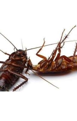 15 попыток суецида таракана