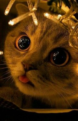 Обаяние и харизма.