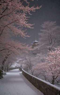 Зимняя вишня 