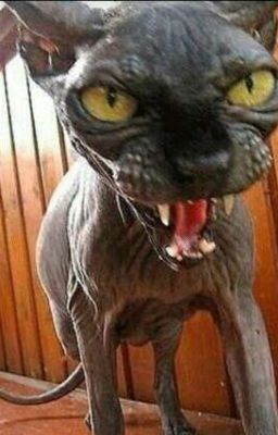 Кровавая комната