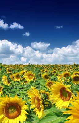 Пророк Халиль Джебран