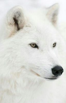 Полнолуние