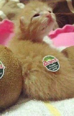 Реакции Котов-воителей[ЗАМОРОЖЕНО]