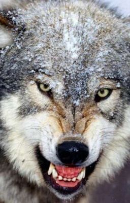 Сумерки.История Волков .Приключения с новенькой.