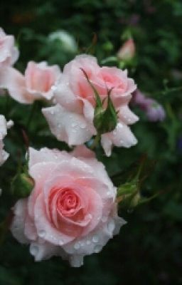 Мое Счастье 