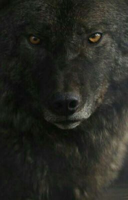  Ты моя волчица [Редактируется]