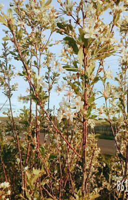 фанфик о музыкалке