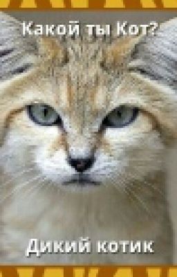 Кошка  Рысь