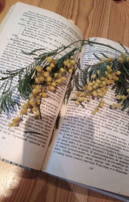 Аромат мимозы