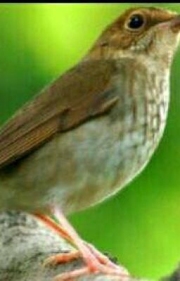 Соловей Алябьева