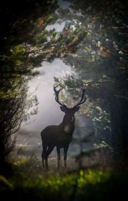 Метка Чёрного Оленя: Тайна Убийств