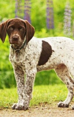 13 подвиг Геракла.