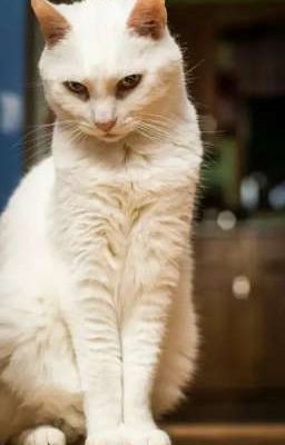 дневник Сёмы