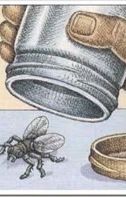 Муха в банке 