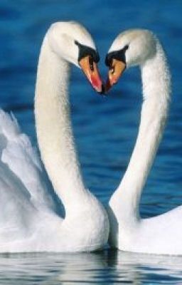 Белые лебеди