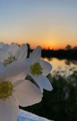 Т/И и её жизнь