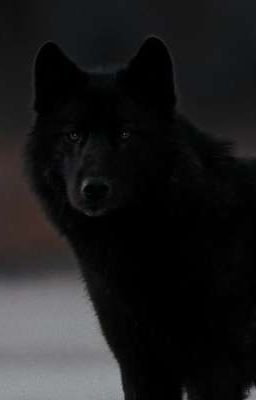 Чёрная волчица: битва за будущее 