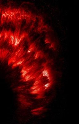 The Story Of One Bear