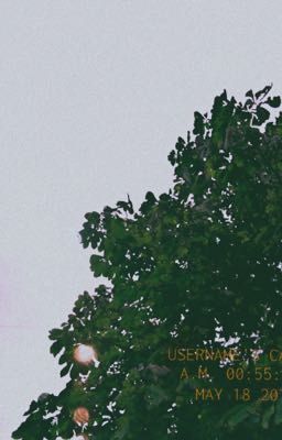 Кусты зеленеют.