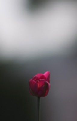 не забуду его