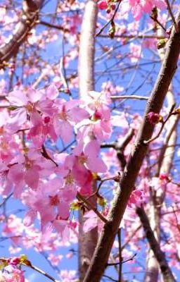 Небо сквозь ветки 