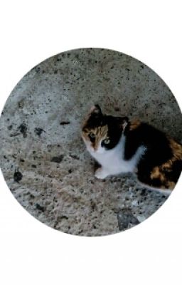 Тося И Приключения