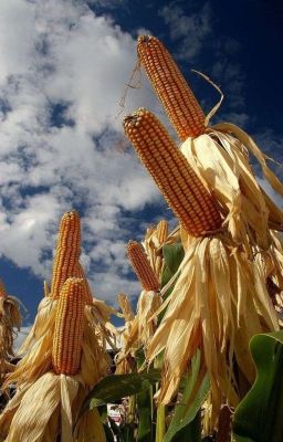 Кукурузное  поле 