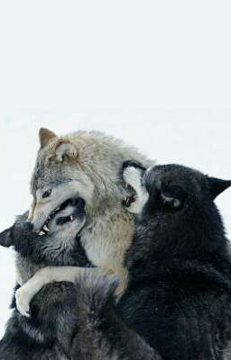 🐺 Я-не сдаюсь 🌙