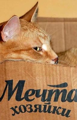 🖤Котик По Клички Том 🖤