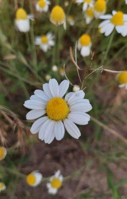  Жёлтая кепка 