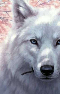 Жизнь Волков