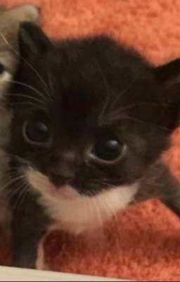 первая любовь мышки❤