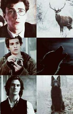 Сестра Джеймса Поттера или любовь для Ремуса Люпина 