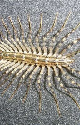 Однажды ночью