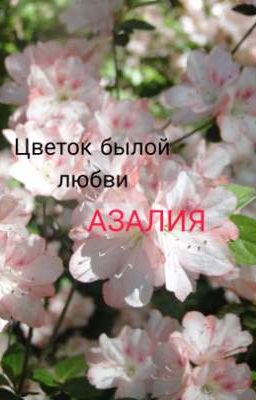 Цветок былой любви - АЗАЛИЯ 