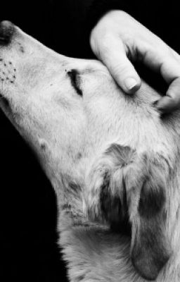 Волчья Любовь