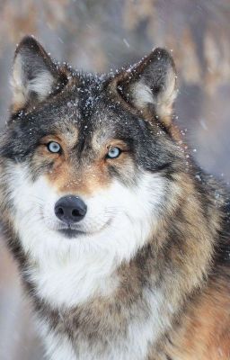 Волк и его малышка 