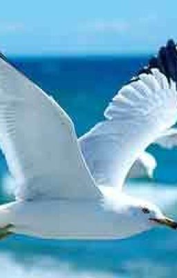 Далина Зелёных Чаек