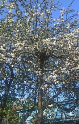 сквозь туманные врата времени