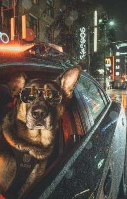 Патоверские будни