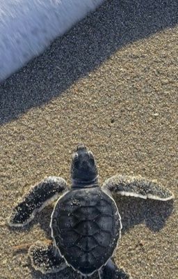 Черепашонок Муравей