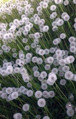 Стихи,  цитаты, слова песен