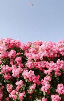 сад из одного цветка 