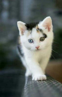 Жизнь кошек. 