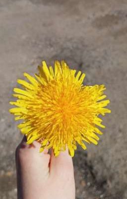 × Приключения Шуи и Хары ×