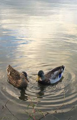 Лето, Лида, утки и кошмары.