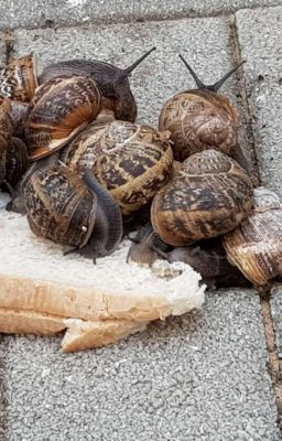 Улиткы и хлеб 