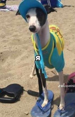 Пукан бомжа 