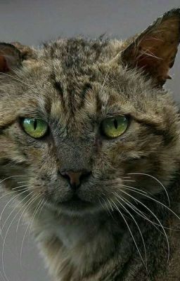 Кот Времени. 