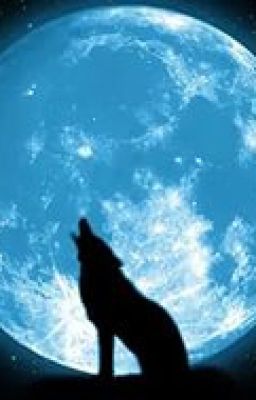 лисий хвост или по наглой рыжей моське